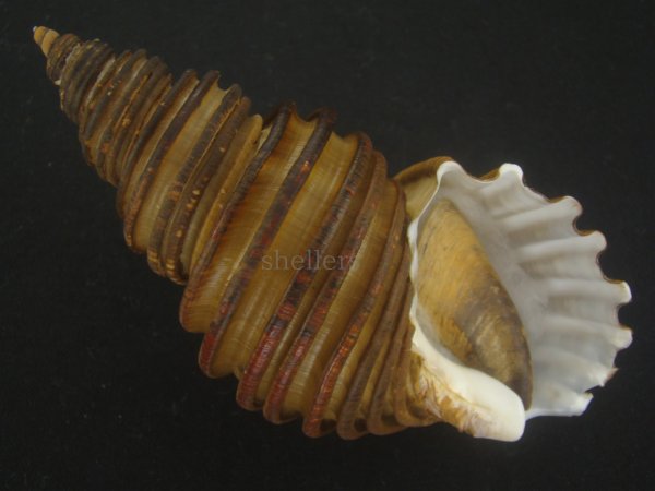 画像1: ワダチバイ(Ancistrolepis grammatus) 大　特美品 (1)