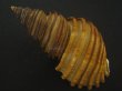 画像2: ワダチバイ(Ancistrolepis grammatus) 大　特美品 (2)