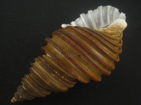 画像3: ワダチバイ(Ancistrolepis grammatus) 大　特美品 (3)
