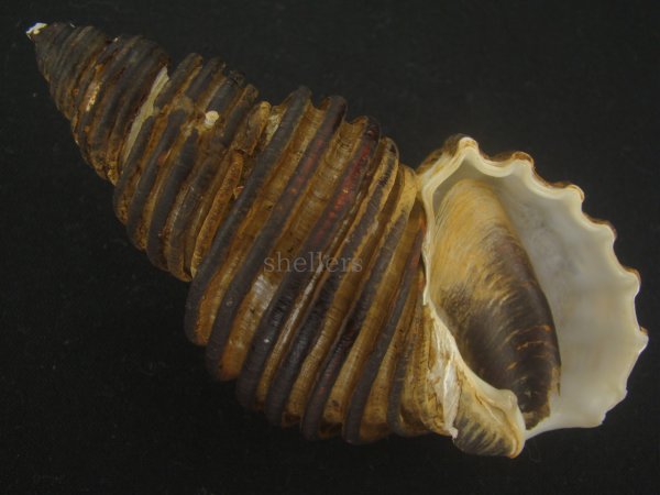 画像1: ワダチバイ(Ancistrolepis grammatus) 特老成　特美品 (1)