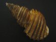 画像2: ワダチバイ(Ancistrolepis grammatus) 特老成　特美品 (2)