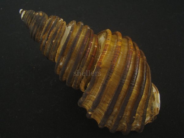 画像2: ワダチバイ(Ancistrolepis grammatus) 特老成　特美品 (2)
