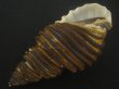 画像3: ワダチバイ(Ancistrolepis grammatus) 特老成　特美品 (3)