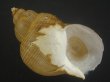 画像1: キヌカツギバイ(Buccinum kinukatsugi) 83ｍｍ　大　美品 (1)