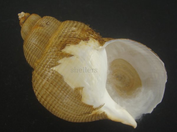 画像1: キヌカツギバイ(Buccinum kinukatsugi) 83ｍｍ　大　美品 (1)