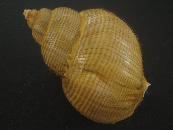 画像2: キヌカツギバイ(Buccinum kinukatsugi) 83ｍｍ　大　美品 (2)