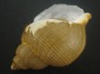 画像3: キヌカツギバイ(Buccinum kinukatsugi) 83ｍｍ　大　美品 (3)