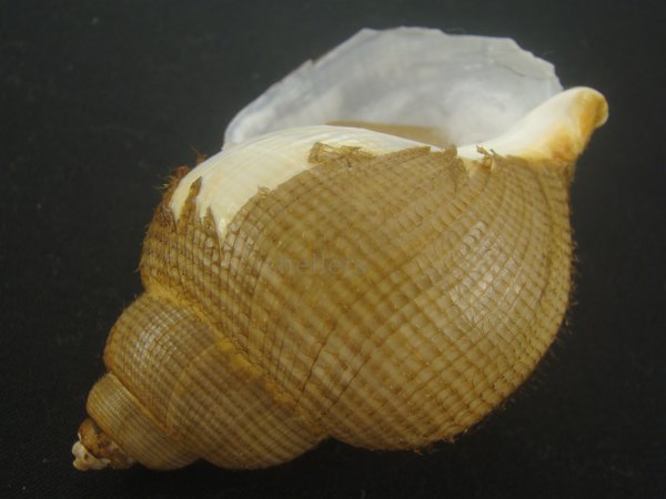画像3: キヌカツギバイ(Buccinum kinukatsugi) 83ｍｍ　大　美品 (3)