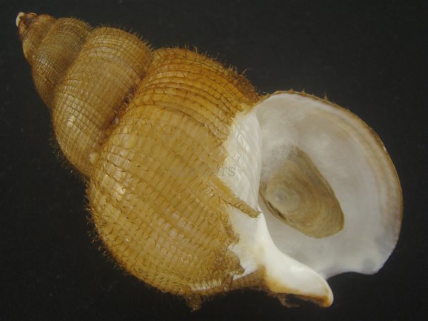画像1: キヌカツギバイ(Buccinum kinukatsugi) 97ｍｍ　特大　特美品 (1)