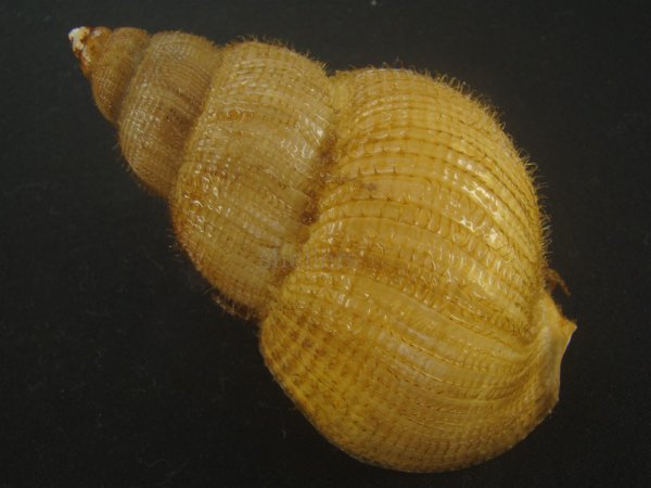 画像2: キヌカツギバイ(Buccinum kinukatsugi) 97ｍｍ　特大　特美品 (2)