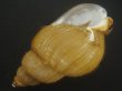画像3: キヌカツギバイ(Buccinum kinukatsugi) 97ｍｍ　特大　特美品 (3)