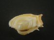 画像2: イジンノユメハマグリ(Bassina disjecta) 特美品 (2)
