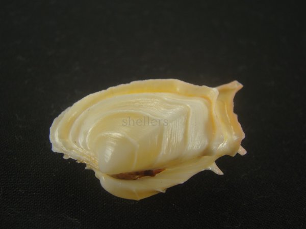 画像2: イジンノユメハマグリ(Bassina disjecta) 特美品 (2)