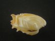 画像3: イジンノユメハマグリ(Bassina disjecta) 特美品 (3)