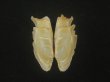 画像1: イジンノユメハマグリ(Bassina disjecta) 特美品 (1)