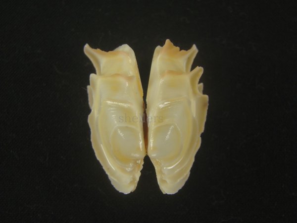 画像1: イジンノユメハマグリ(Bassina disjecta) 特美品 (1)