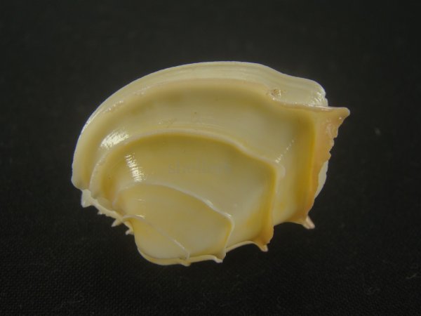 画像2: イジンノユメハマグリ(Bassina disjecta) 特美品 (2)