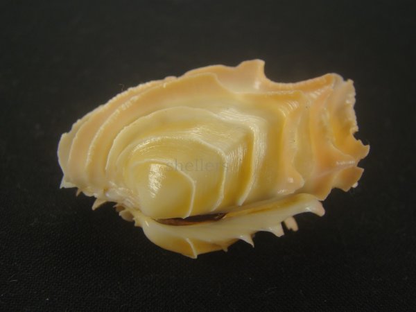画像2: イジンノユメハマグリ(Bassina disjecta) 特美品 (2)