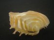 画像3: イジンノユメハマグリ(Bassina disjecta) 特美品 (3)
