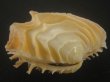 画像3: イジンノユメハマグリ(Bassina disjecta) 大　美品 (3)
