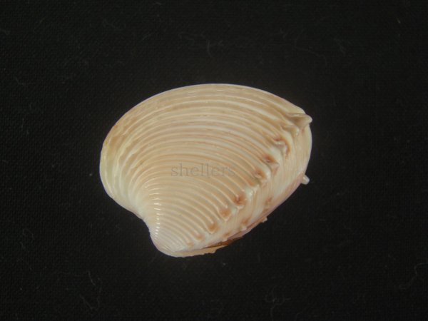 画像1: ツキヨノハマグリ(Hysteroconcha dione) (1)