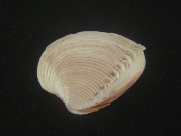 画像1: ツキヨノハマグリ(Hysteroconcha dione) (1)