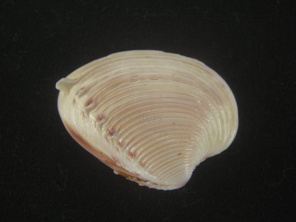 画像2: ツキヨノハマグリ(Hysteroconcha dione) (2)