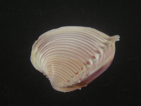画像1: ツキヨノハマグリ(Hysteroconcha dione) 濃色 (1)