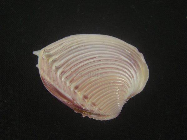 画像2: ツキヨノハマグリ(Hysteroconcha dione) 濃色 (2)