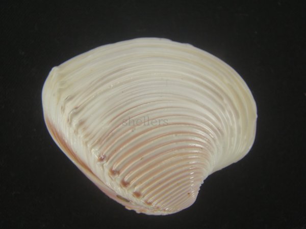 画像3: ツキヨノハマグリ(Hysteroconcha dione) 大　老成 (3)
