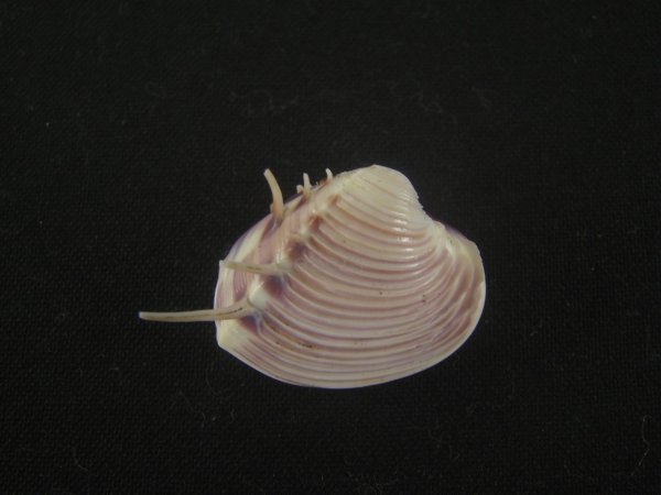 画像1: マボロシハマグリ(Hysteroconcha lupanaria) 濃色　美品 (1)
