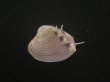 画像2: マボロシハマグリ(Hysteroconcha lupanaria) 濃色　美品 (2)