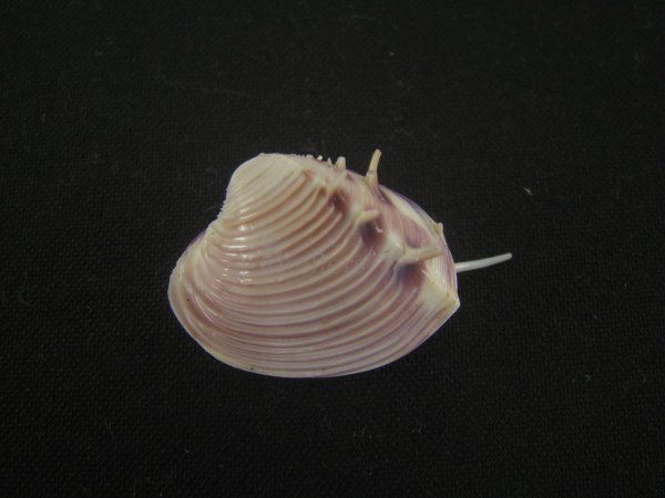 画像2: マボロシハマグリ(Hysteroconcha lupanaria) 濃色　美品 (2)
