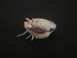 画像3: マボロシハマグリ(Hysteroconcha lupanaria) 濃色　美品 (3)