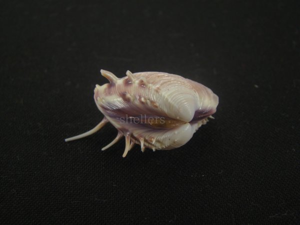 画像3: マボロシハマグリ(Hysteroconcha lupanaria) 濃色　美品 (3)