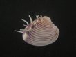 画像1: マボロシハマグリ(Hysteroconcha lupanaria) 特濃色　美品 (1)