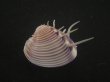 画像2: マボロシハマグリ(Hysteroconcha lupanaria) 特濃色　美品 (2)