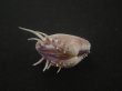 画像3: マボロシハマグリ(Hysteroconcha lupanaria) 特濃色　美品 (3)
