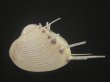 画像3: マボロシハマグリ(Hysteroconcha lupanaria) 超長棘 (3)