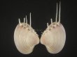 画像1: マボロシハマグリ(Hysteroconcha lupanaria) 超長棘　美品 (1)