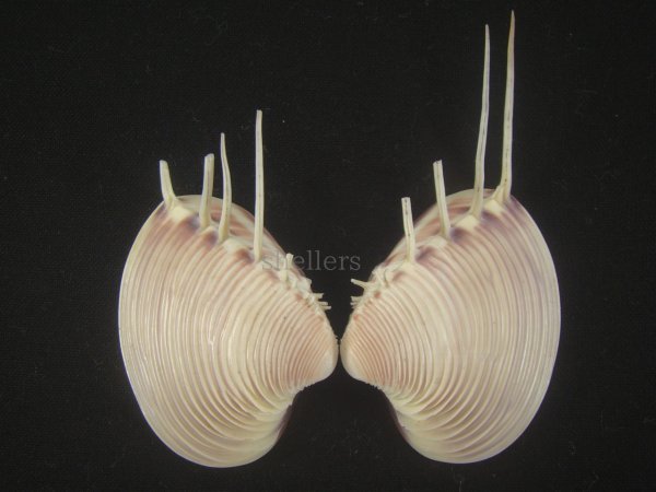 画像1: マボロシハマグリ(Hysteroconcha lupanaria) 超長棘　美品 (1)