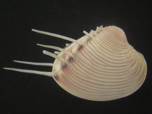 画像2: マボロシハマグリ(Hysteroconcha lupanaria) 超長棘　美品 (2)