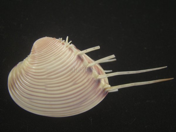 画像3: マボロシハマグリ(Hysteroconcha lupanaria) 超長棘　美品 (3)