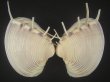 画像1: マボロシハマグリ(Hysteroconcha lupanaria) 特大　老成 (1)