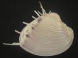画像2: マボロシハマグリ(Hysteroconcha lupanaria) 特大　老成 (2)