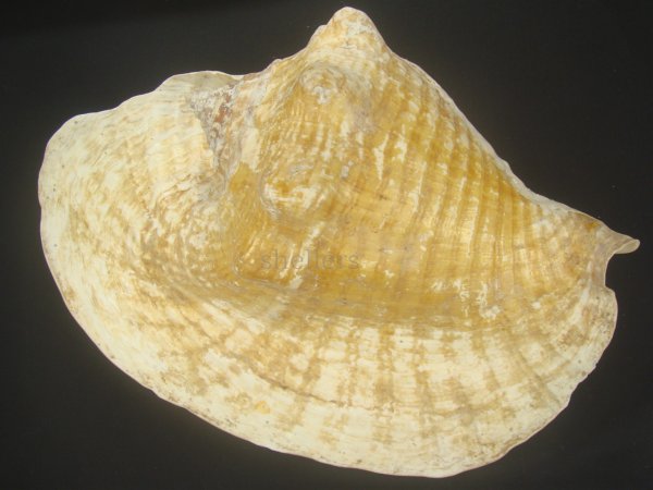 画像2: ダイオウソデ(Titanostrombus goliath) 約1,560ｇ　老成 (2)