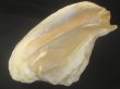 画像3: ダイオウソデ(Titanostrombus goliath) 約2,815ｇ　320ｍｍ　大　特老成 (3)