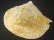 画像2: ダイオウソデ(Titanostrombus goliath) 約1,780ｇ　老成　美品 (2)