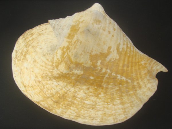 画像2: ダイオウソデ(Titanostrombus goliath) 約1,780ｇ　老成　美品 (2)