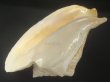 画像3: ダイオウソデ(Titanostrombus goliath) 約1,780ｇ　老成　美品 (3)